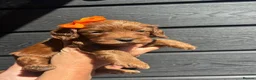 Cockapoo dogs for sale: Cockerpoos - Advert 15