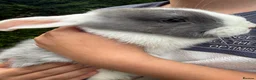 Mini Lop rabbits for sale: Mini Lop Baby Bunnies - Ready now  - Advert 10