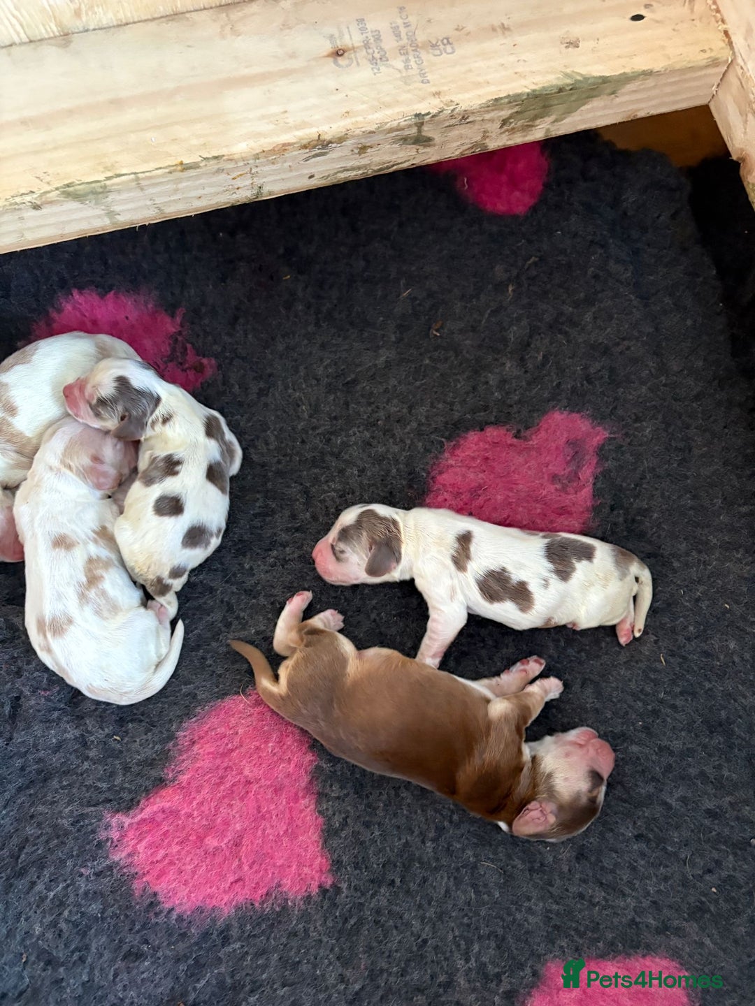 Cocker Spaniel dogs for sale: Cocker Spaniel Puppies - Image 8