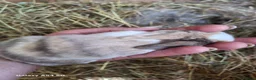 Mixed Breed rabbits for sale: Gorgeous baby lop bunnies for sale! 😍 - Advert 2