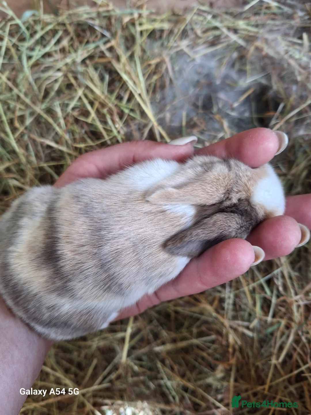 Mixed Breed rabbits for sale: Gorgeous baby lop bunnies for sale! 😍 - Advert 2