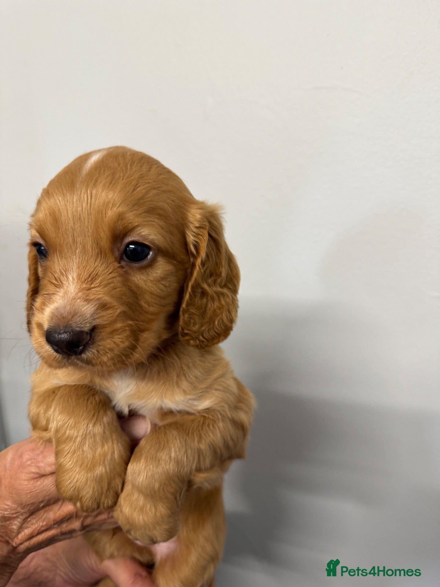 Cocker Spaniel dogs Working Kennel Club reg cocker spaniel puppies - Advert 1