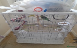 Finches birds for sale: Budgie and finch - Image 10
