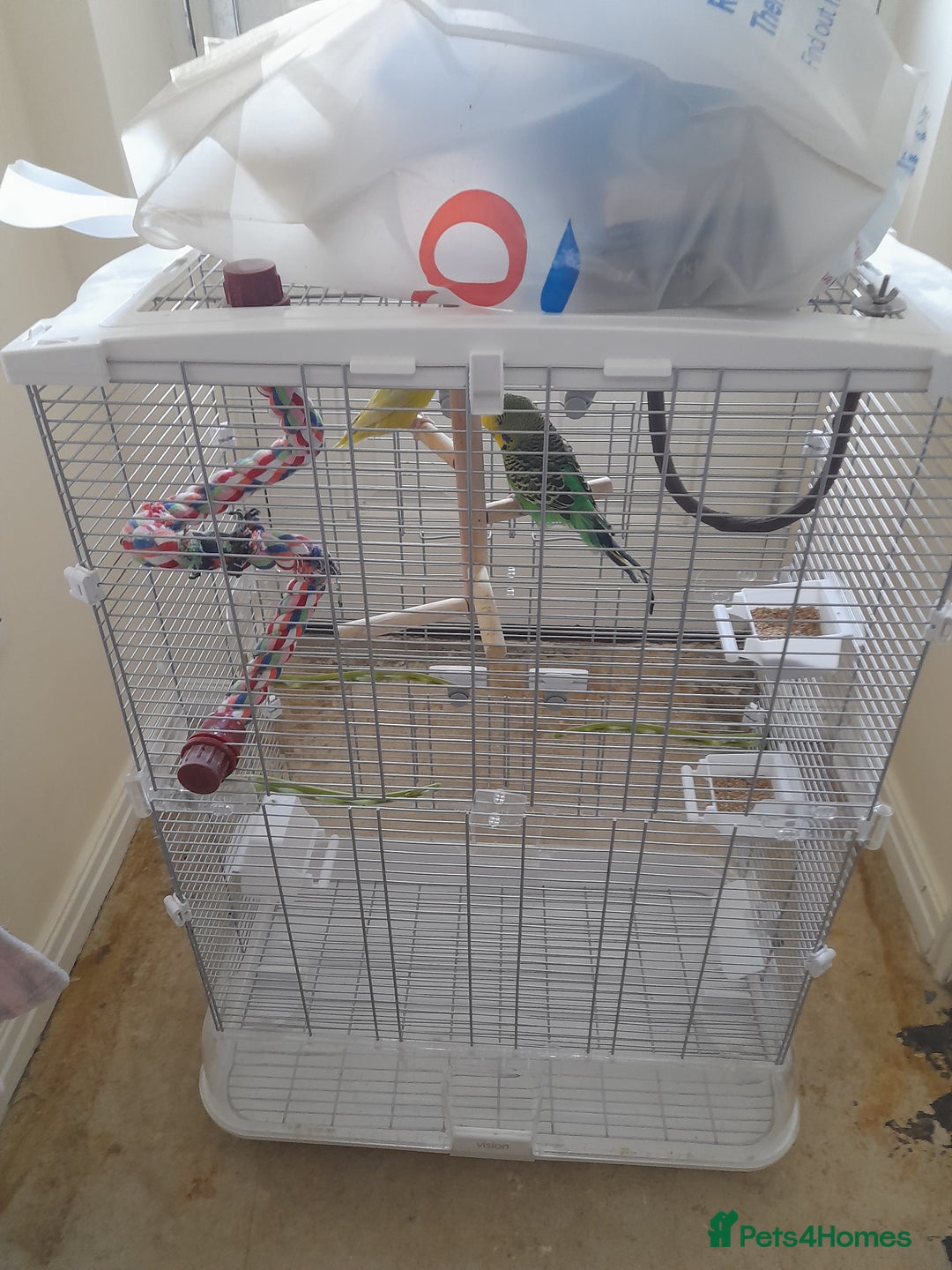 Finches birds for sale: Budgie and finch - Image 10