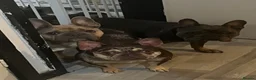 French Bulldog dogs for sale: 7 beautiful French bulldogs  - Advert 11
