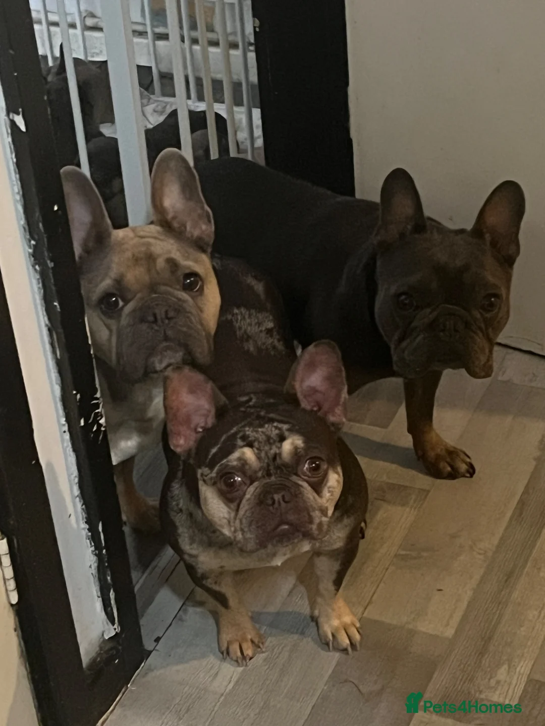 French Bulldog dogs for sale: 7 beautiful French bulldogs  - Advert 11