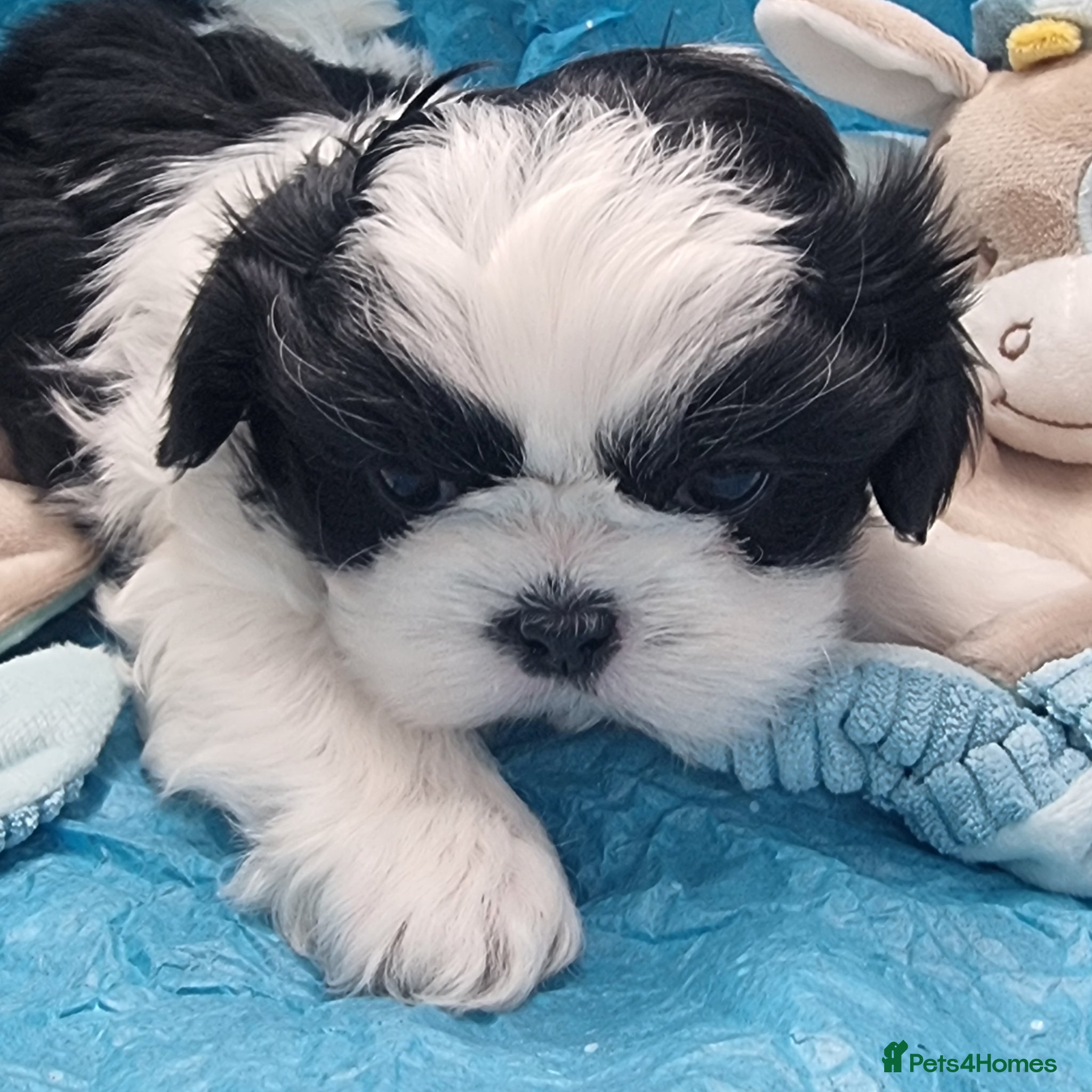 Shih Tzu dogs RKC registered stunning small baby boys - Advert 2