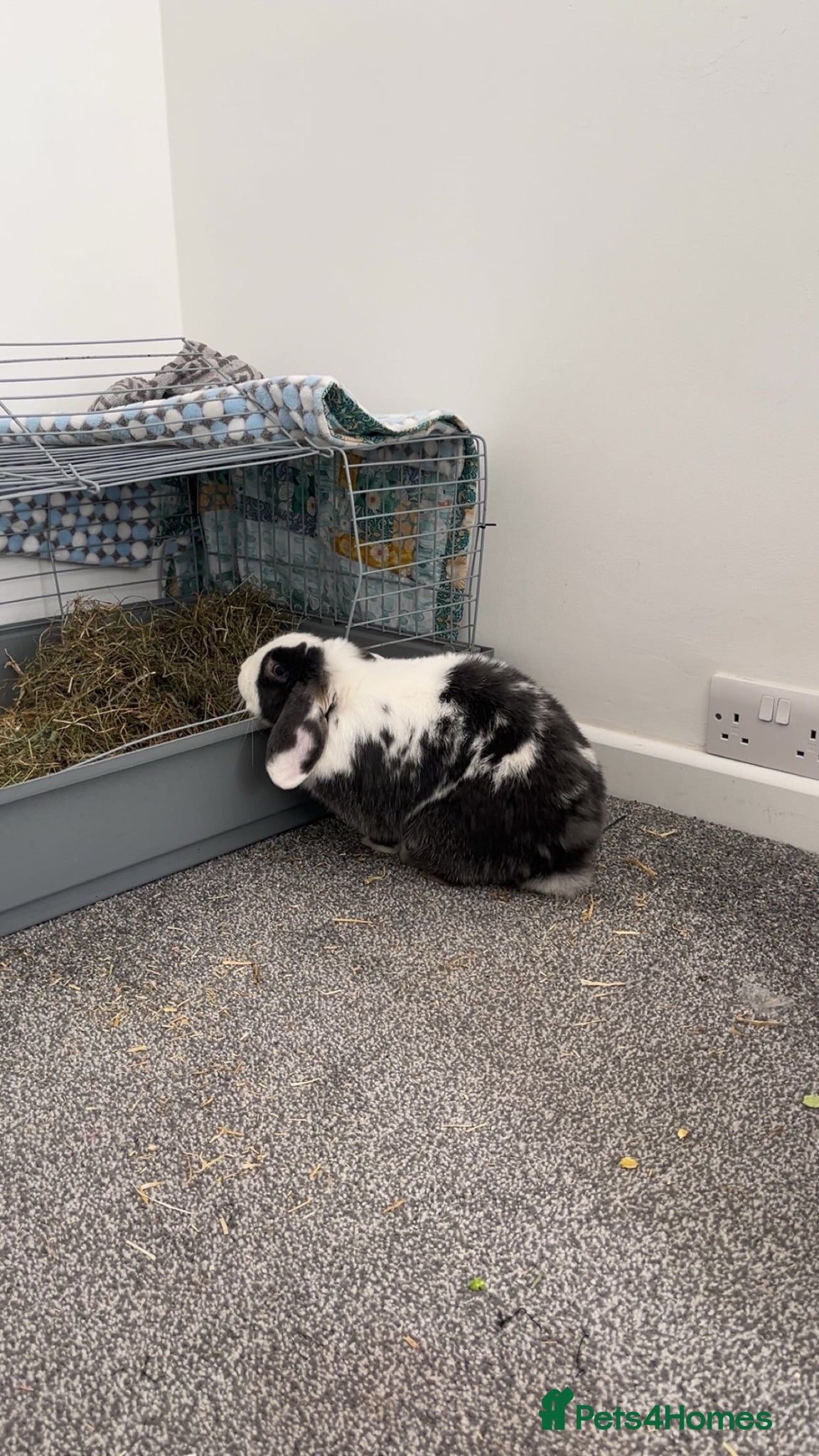 Mini Lop rabbits for sale: Mini Lop male rabbit for rehoming  in Par - Advert 1