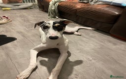 Mixed Breed dogs for sale: Flash  - Image 6