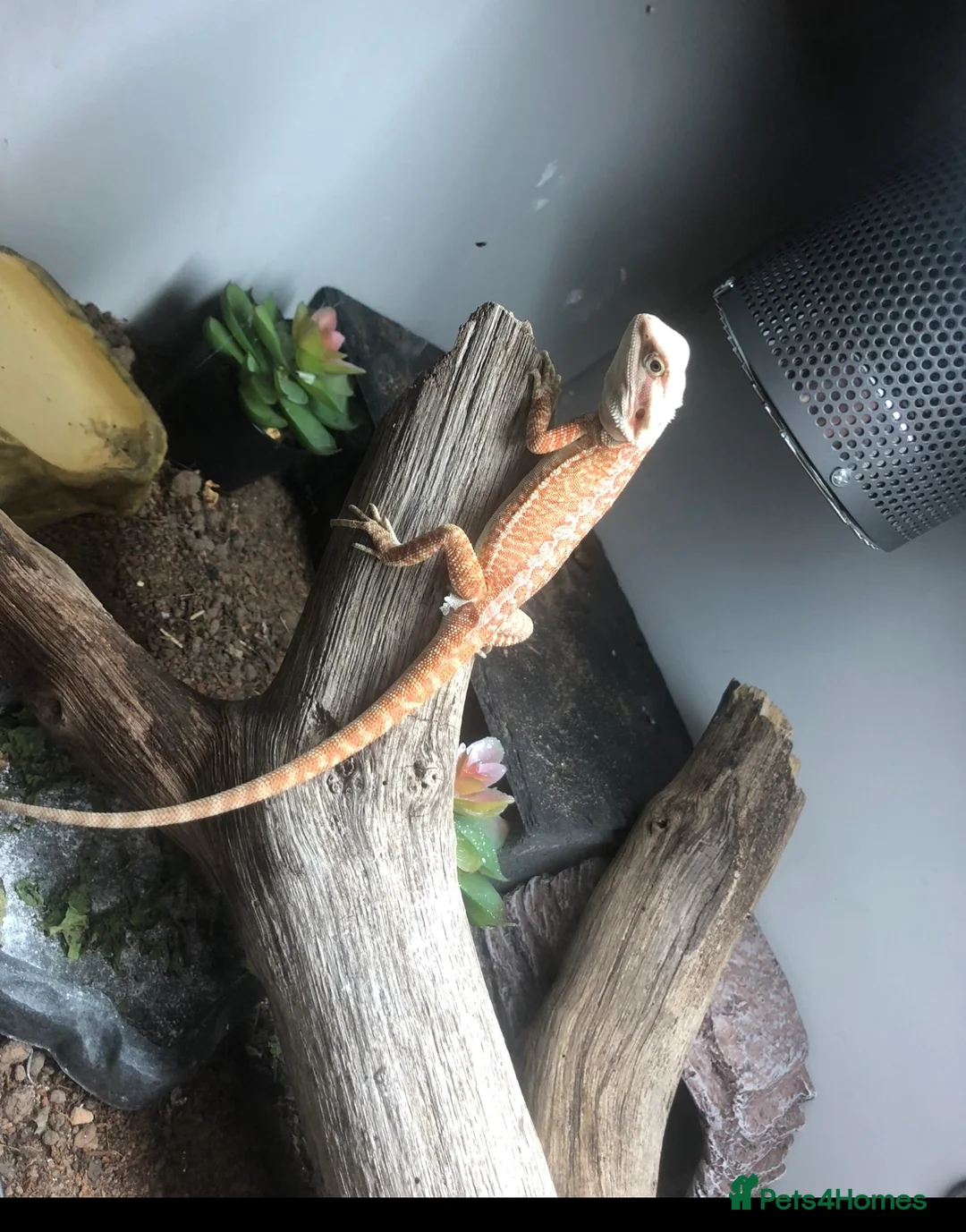 Bearded Dragon reptiles for sale: bearded dragon - Advert 1