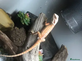Bearded Dragon reptiles bearded dragon - Advert 3