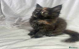 Maine Coon cats for sale: TICA REGISTERD MAINCOON KITTEN’S ⭐️ - Image 34