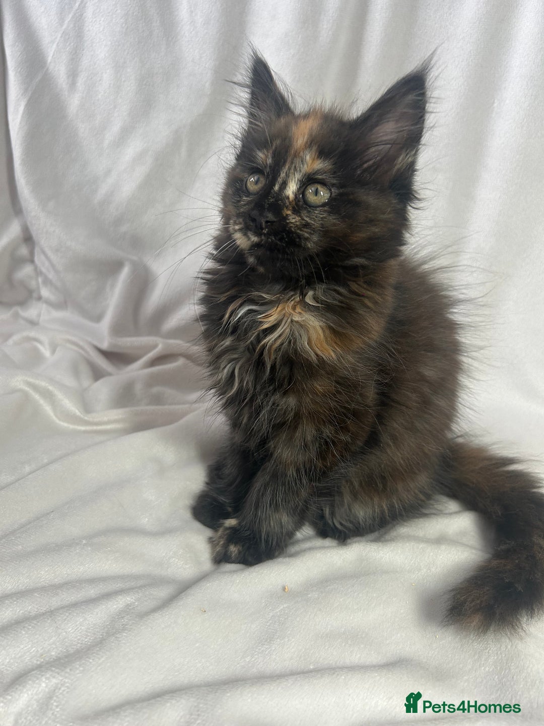 Maine Coon cats for sale: TICA REGISTERD MAINCOON KITTEN’S ⭐️ - Image 34
