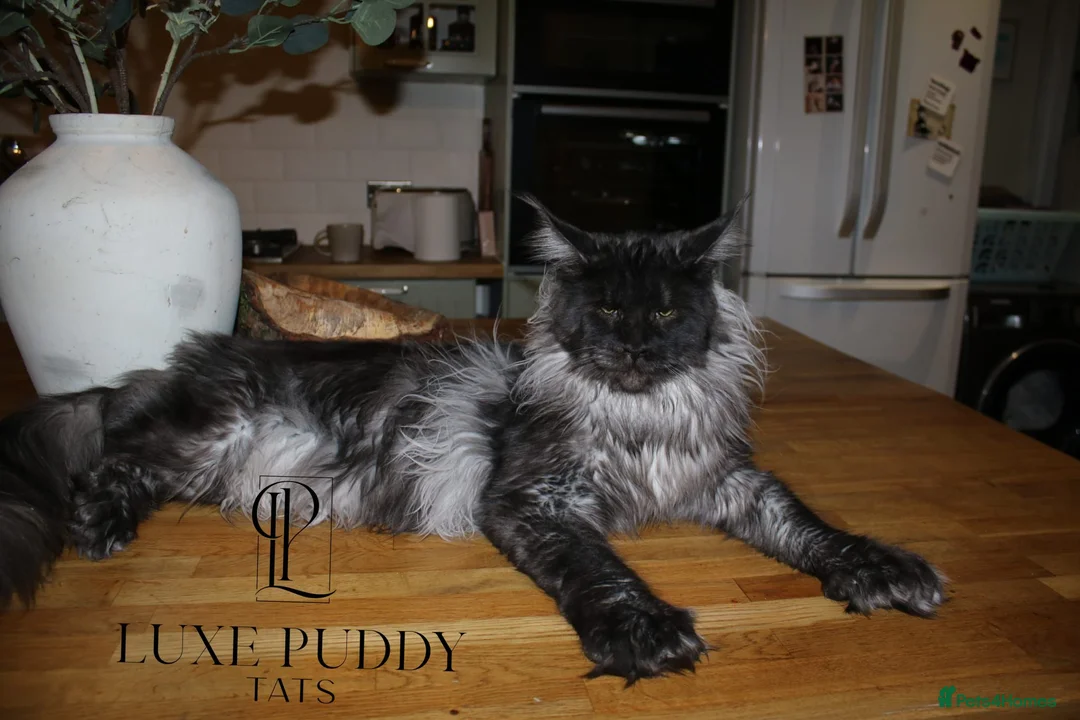 Maine Coon cats for sale: Championline maine coon kittens - Advert 5