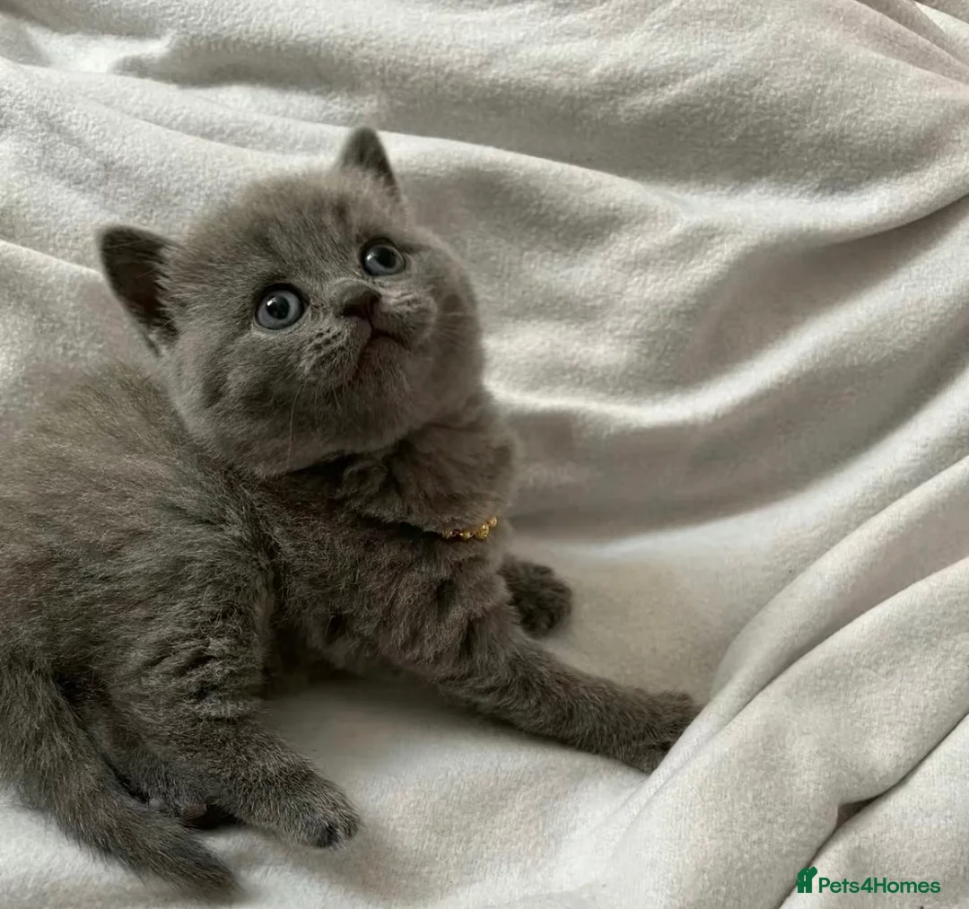 British Shorthair cats for sale: BSH BLUE KITTEN 🩷🩷💜💜 ((OPEN TO OFFERS)) - Advert 7
