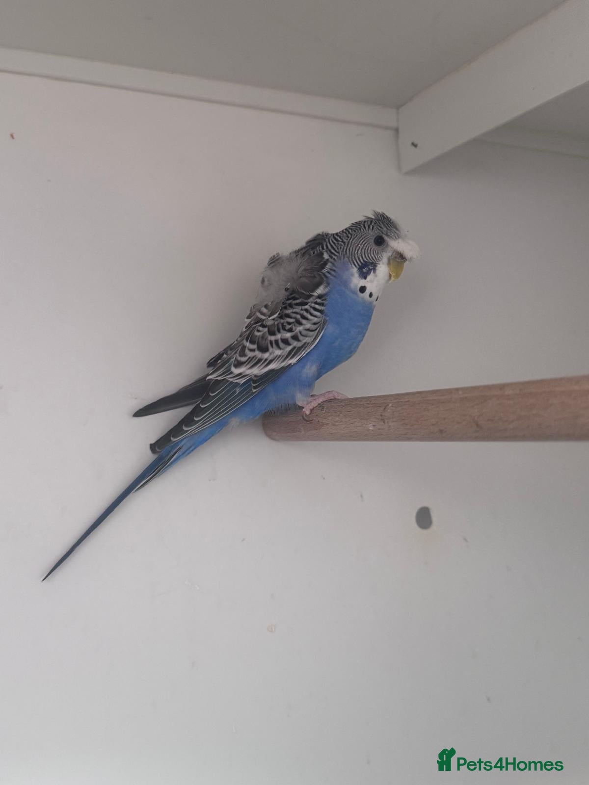 Budgerigars birds Hagoromo, Black Wing & Dun Fallow Budgies 4 Sale - Advert 2