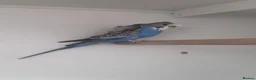 Budgerigars birds for sale: Hagoromo, Black Wing & Dun Fallow Budgies 4 Sale - Advert 2