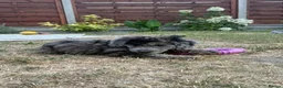 Cockapoo dogs for sale: *LAST 3 LEFT READY TO LEAVE*F1B Cockapoos🐶 - Advert 35