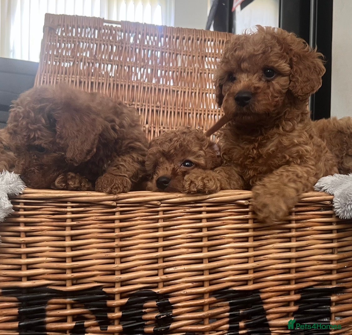 Cavapoo dogs  Health tested #Deep Red Toy Cavapoo Puppies 🐾 - Advert 1