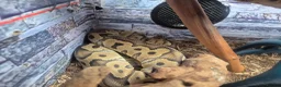Python Snake reptiles for sale: Female Royal Python - Advert 9