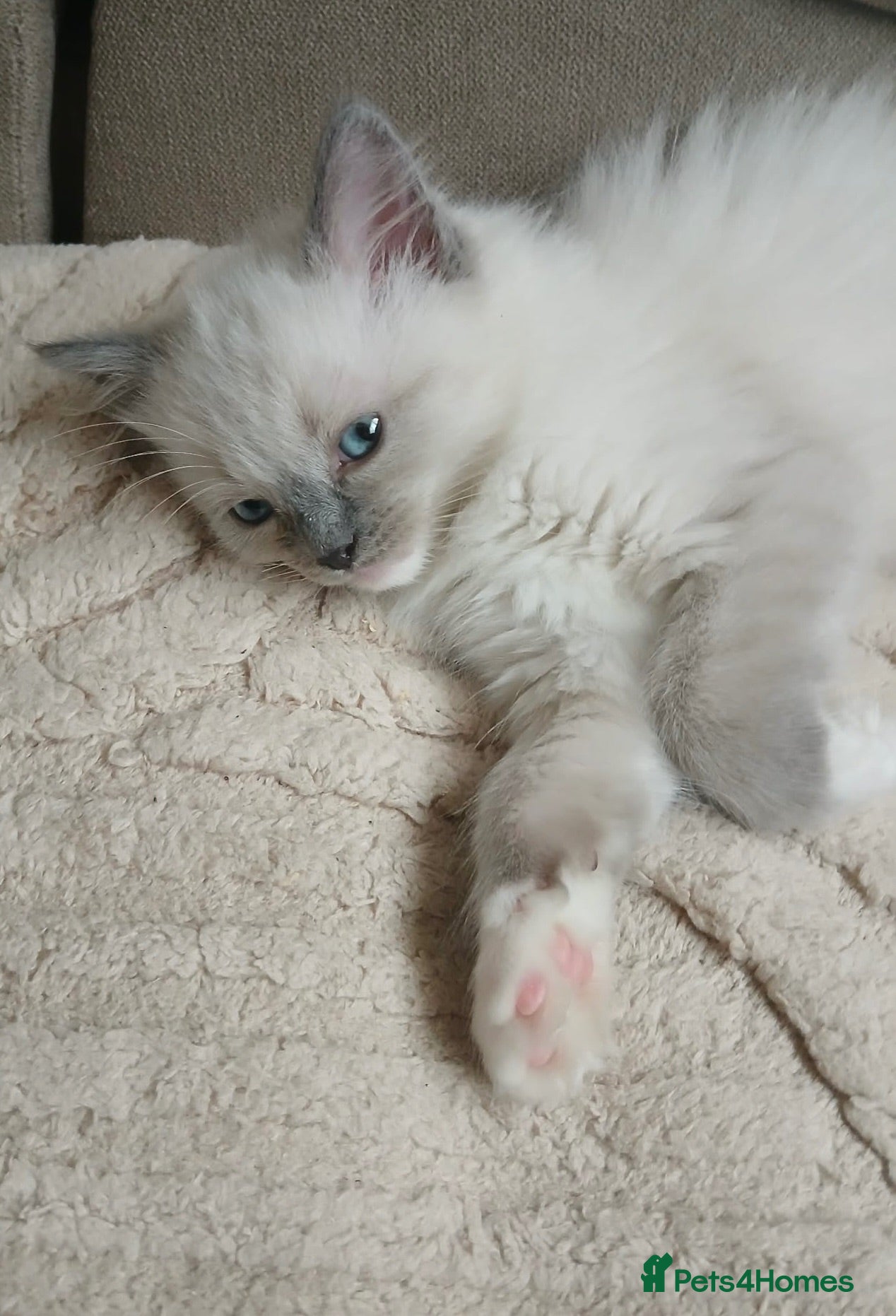 Ragdoll cats Ragdoll girl READY NOW - Advert 6