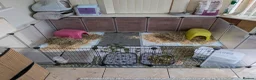 Guinea Pig rodents for sale: Male guineas x 2 in Birmingham - Advert 3