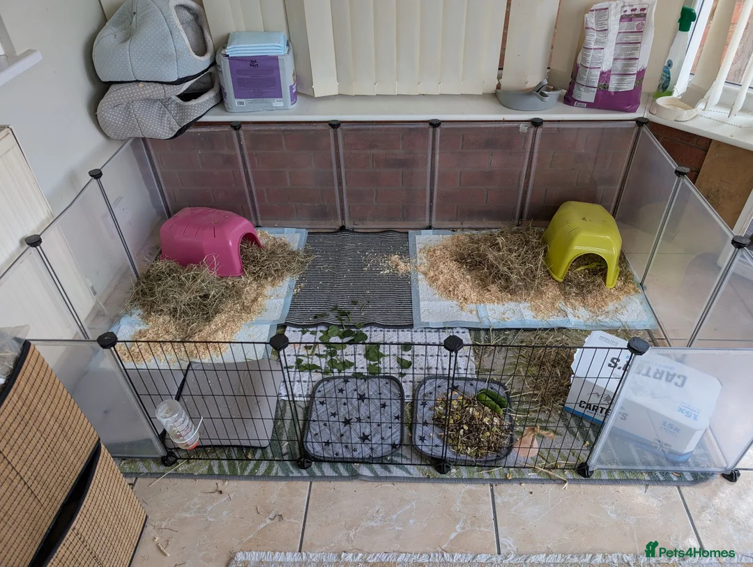 Guinea Pig rodents for sale: Male guineas x 2 in Birmingham - Advert 3