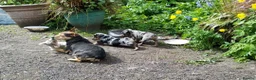 Jack Russell dogs for sale: Rare miniature Jack Russell puppies - Advert 12