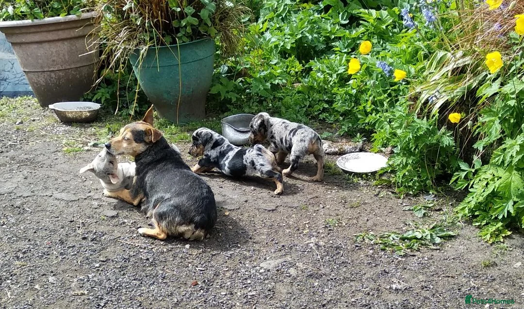 Jack Russell dogs for sale: Rare miniature Jack Russell puppies - Advert 12