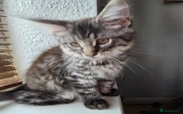 Maine Coon cats for sale: Maine coon kittens  - Image 18