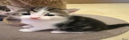 Mixed Breed cats for sale: Kittens in Manchester - Advert 7