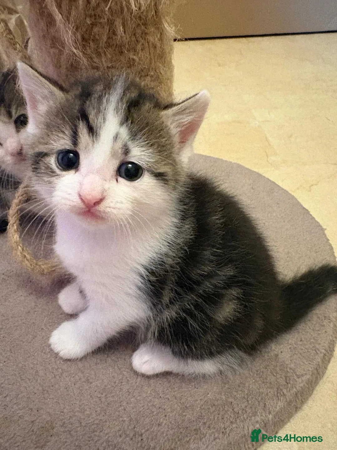 Mixed Breed cats for sale: Kittens in Manchester - Advert 7