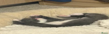Kitten  2