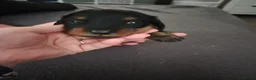 Miniature Dachshund dogs for sale: Miniture dashchounds - Advert 17