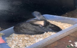 Continental Giant rabbits for sale: 2x Black Pure Giant Continental Bucks  - Image 2