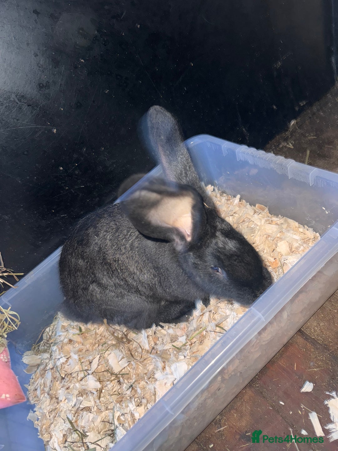 Continental Giant rabbits for sale: 2x Black Pure Giant Continental Bucks  - Image 2