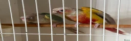 Conures birds for sale: Conures for sale  - Advert 3