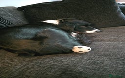 Mixed Breed dogs for sale: Border collie cocker spaniel for adoption  - Image 3