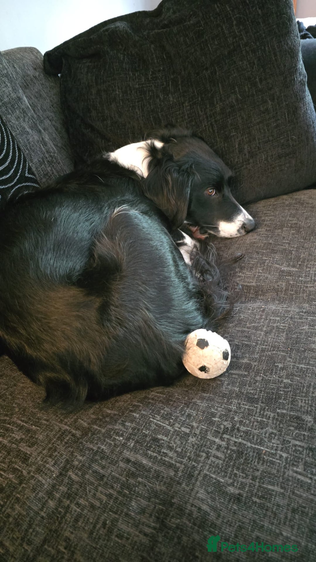 Mixed Breed dogs for sale: Border collie cocker spaniel for adoption  - Image 3
