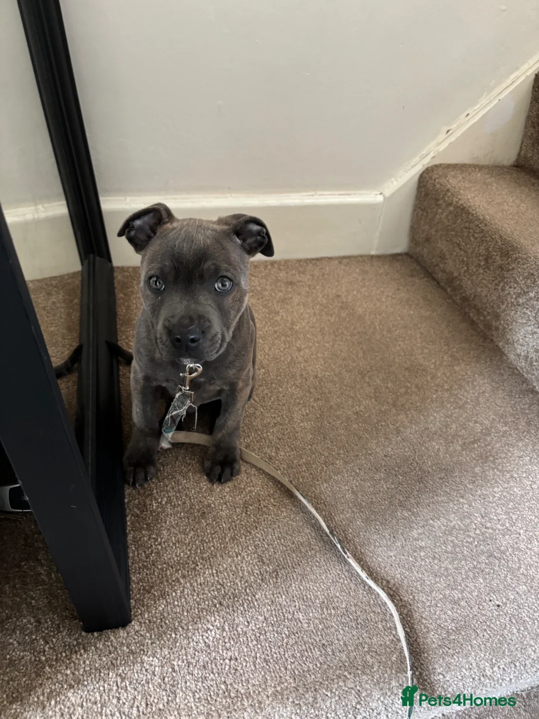 Staffordshire Bull Terrier dogs for sale: Staffordshire Bull Terrier- Blue brindle in Wolverhampton - Advert 2