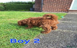 Cockapoo dogs for sale: READY NOW: 2x F1b curly red cockapoo boys - Image 4