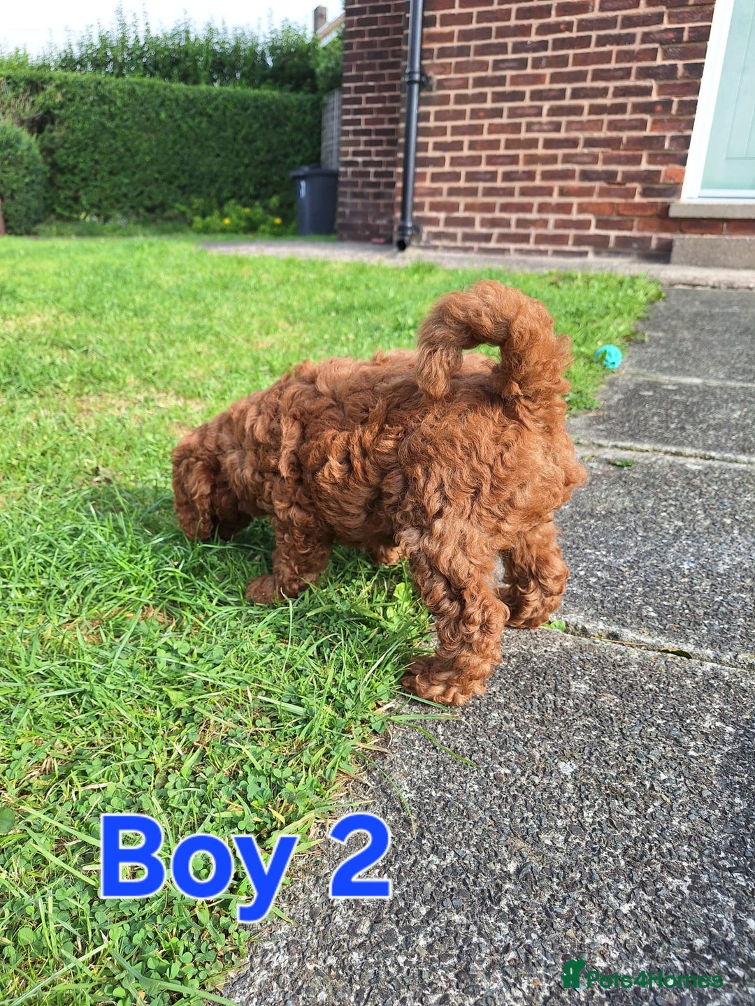 Cockapoo dogs for sale: READY NOW: 2x F1b curly red cockapoo boys - Image 4