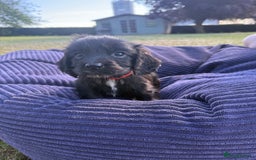 Cockapoo dogs for sale: Cockapoo puppies F1 READY TO LEAVE 🏡🥰 in Leicester - Image 1