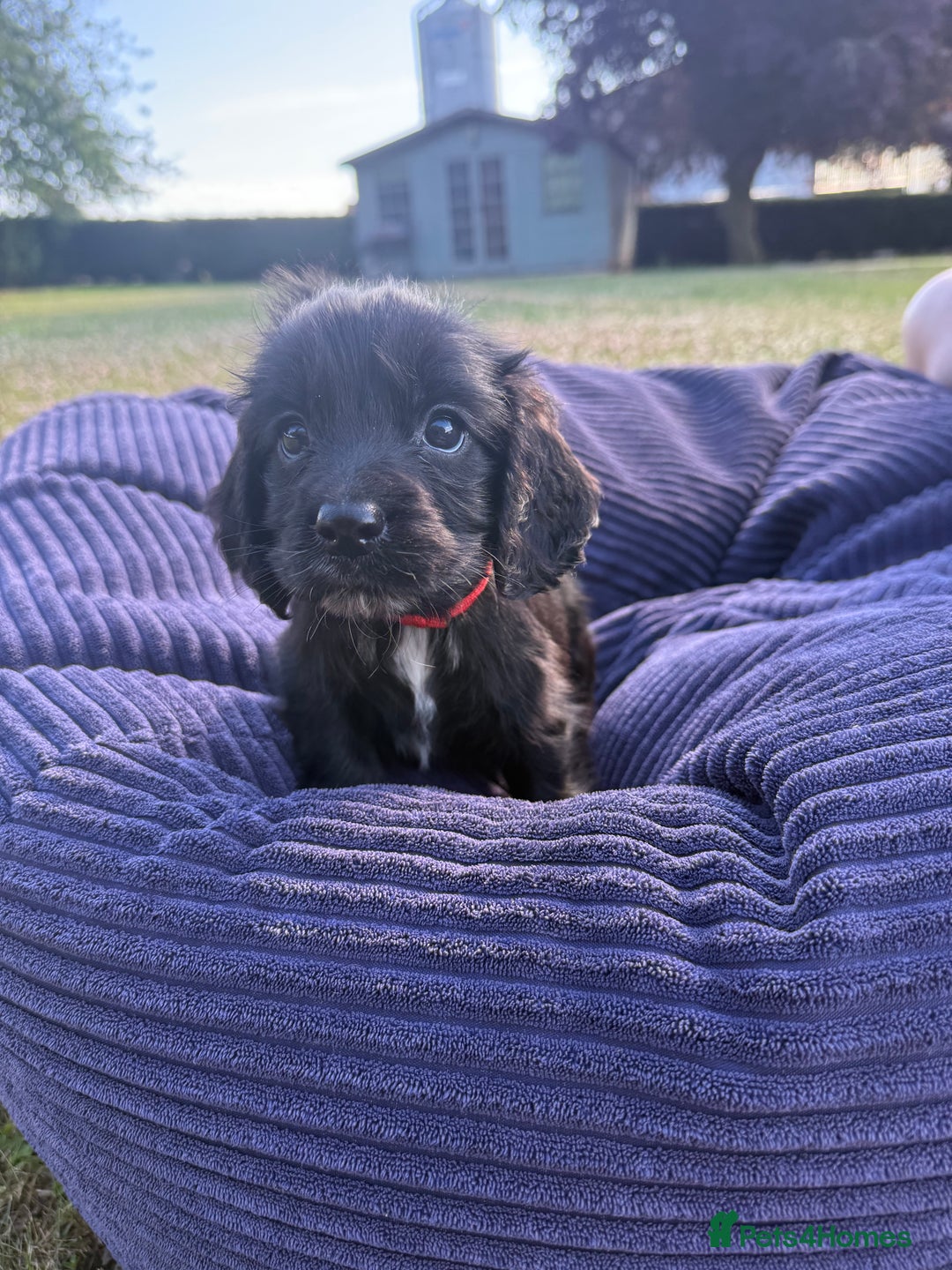 Cockapoo dogs for sale: Cockapoo puppies F1 READY TO LEAVE 🏡🥰 in Leicester - Image 1