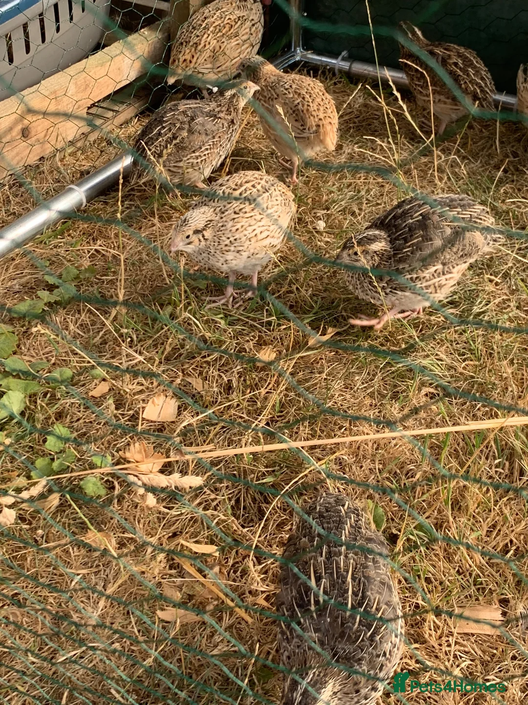 Quail poultry for sale: Baby quail ready for new home in Wells - Advert 2