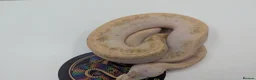 Python Snake reptiles for sale: Royal Python's  - Advert 7