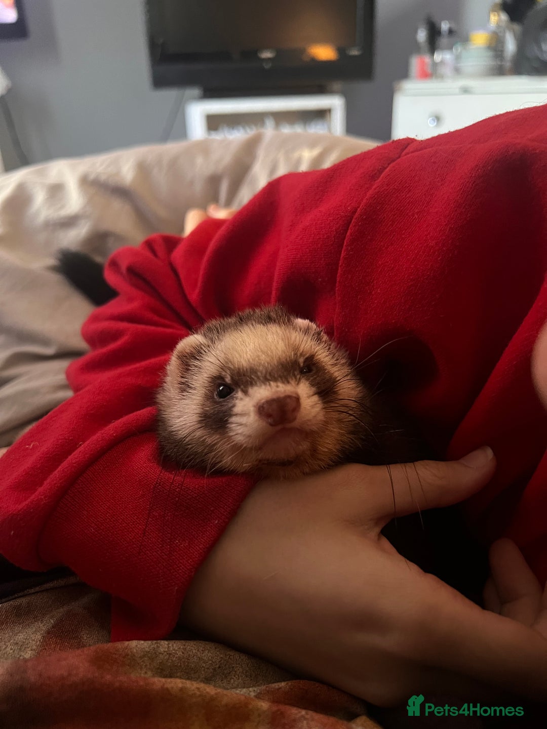 Ferret rodents for sale: bonded ferrets   - Advert 7