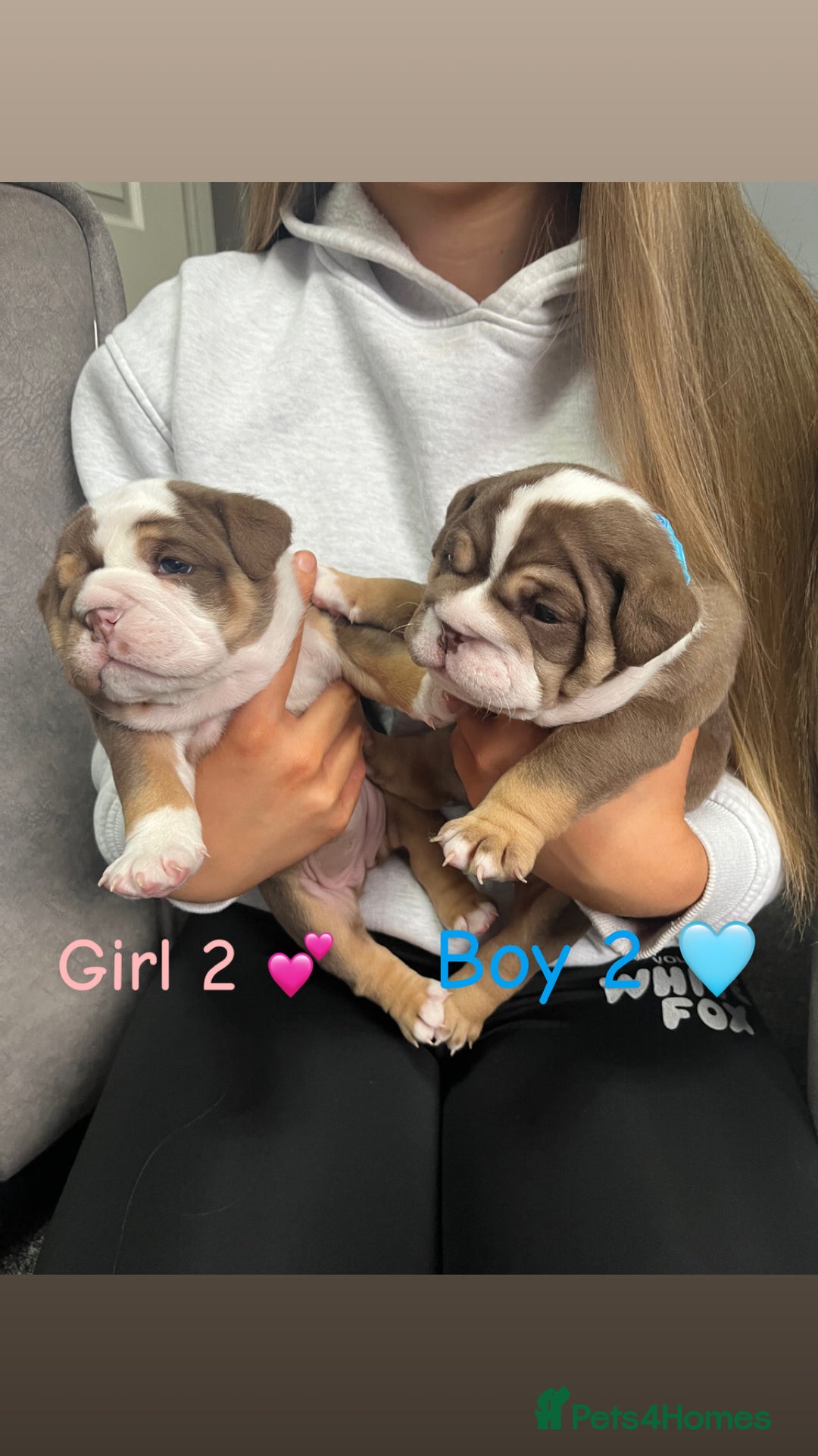 English Bulldog dogs for sale: 🐶 KC Registered English Bulldog Puppies 🐶 - Image 13
