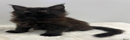 Maine Coon cats for sale: TICA stunning male black kitten Maine Coon XXL - Advert 9
