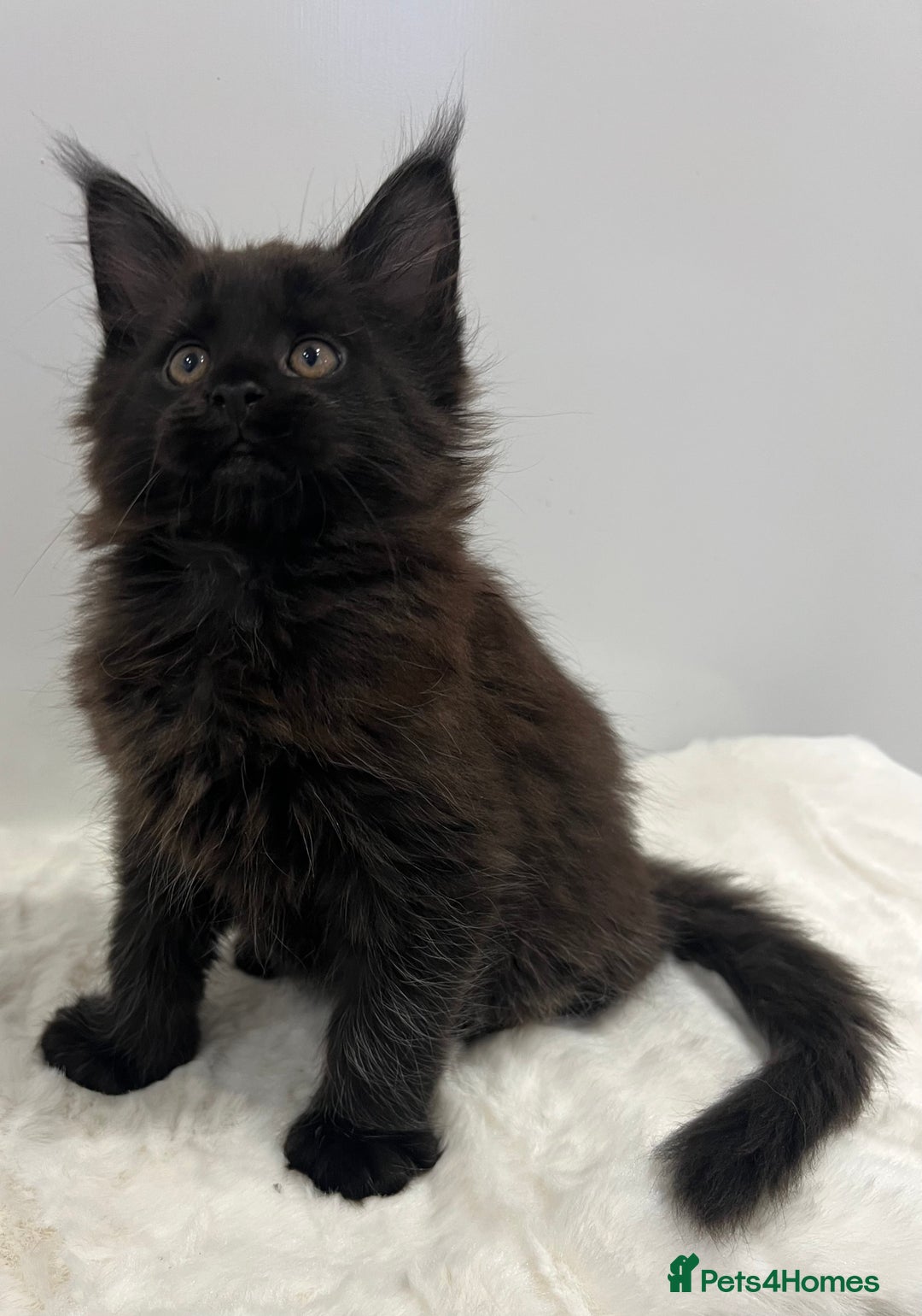 Maine Coon cats for sale: TICA stunning male black kitten Maine Coon XXL - Advert 9